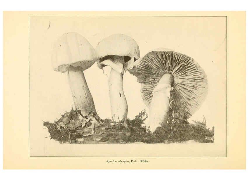 Reproducción/Reproduction 6289383248: The mushroom book Garden City, N.Y. :Doubleday, Page,1920