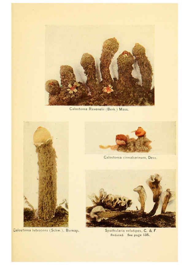 Reproducción/Reproduction 6289392096: The mushroom book Garden City, N.Y. :Doubleday, Page,1920