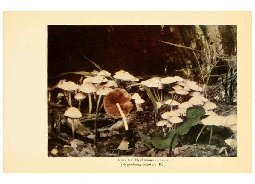 Reproducción/Reproduction 6289383982: The mushroom book Garden City, N.Y. :Doubleday, Page,1920