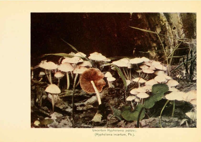 Reproducción/Reproduction 6289383982: The mushroom book Garden City, N.Y. :Doubleday, Page,1920