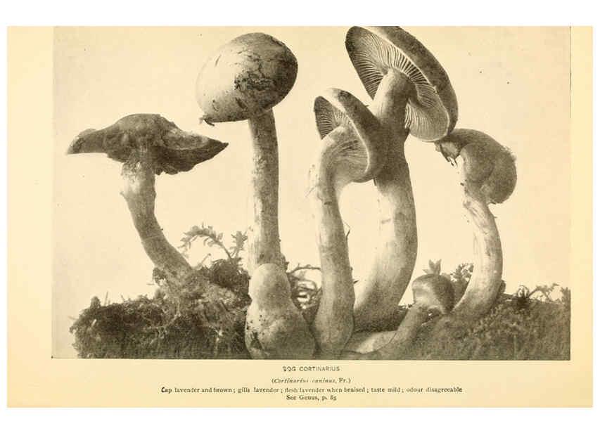 Reproducción/Reproduction 6288864821: The mushroom book Garden City, N.Y. :Doubleday, Page,1920