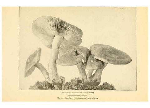 Reproducción/Reproduction 6289385224: The mushroom book Garden City, N.Y. :Doubleday, Page,1920