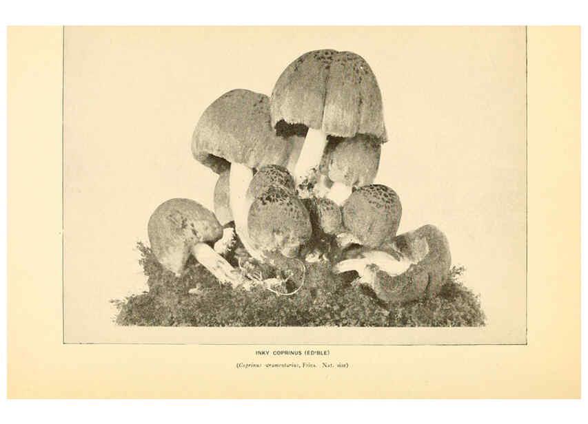 Reproducción/Reproduction 6289385476: The mushroom book Garden City, N.Y. :Doubleday, Page,1920