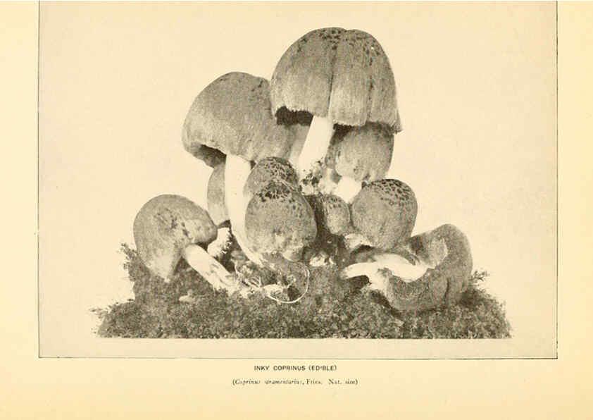 Reproducción/Reproduction 6289385476: The mushroom book Garden City, N.Y. :Doubleday, Page,1920