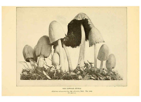 Reproducción/Reproduction 6289385792: The mushroom book Garden City, N.Y. :Doubleday, Page,1920