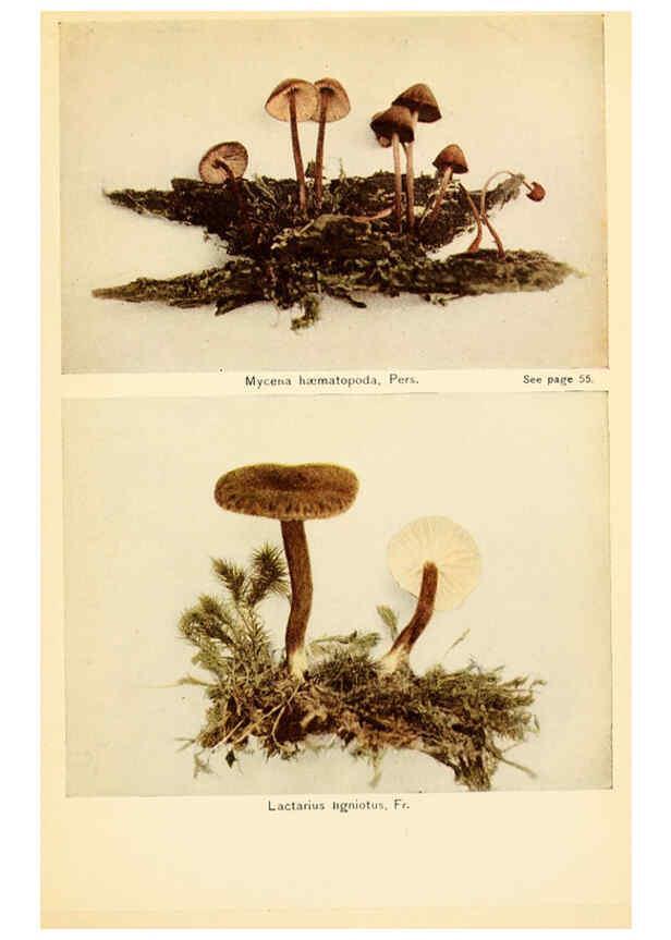 Reproducción/Reproduction 6288866281: The mushroom book Garden City, N.Y. :Doubleday, Page,1920