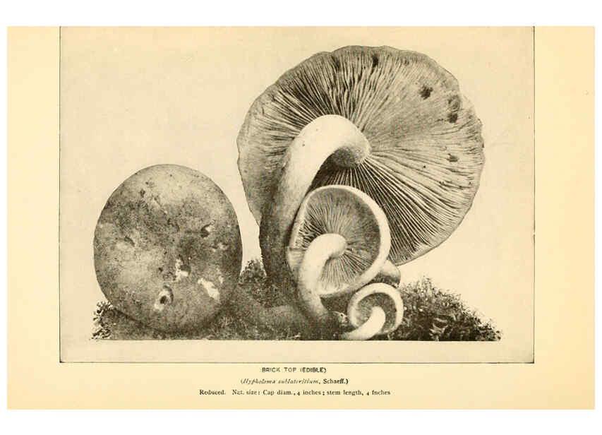 Reproducción/Reproduction 6289384228: The mushroom book Garden City, N.Y. :Doubleday, Page,1920