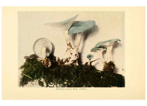 Reproducción/Reproduction 6289381190: The mushroom book Garden City, N.Y. :Doubleday, Page,1920