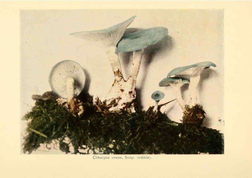 Reproducción/Reproduction 6289381190: The mushroom book Garden City, N.Y. :Doubleday, Page,1920