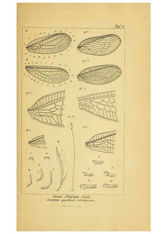 Reproducción/Reproduction 6288919965: Symbolae ad monographiam generis chrysopae, Leach. Vratislaviae,apud Ferdinandum Hirt,1851