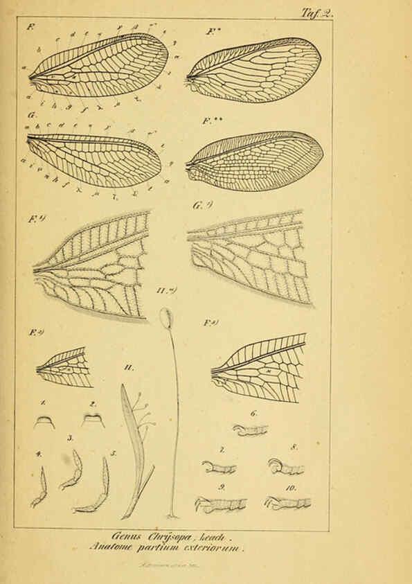 Reproducción/Reproduction 6288919965: Symbolae ad monographiam generis chrysopae, Leach. Vratislaviae,apud Ferdinandum Hirt,1851