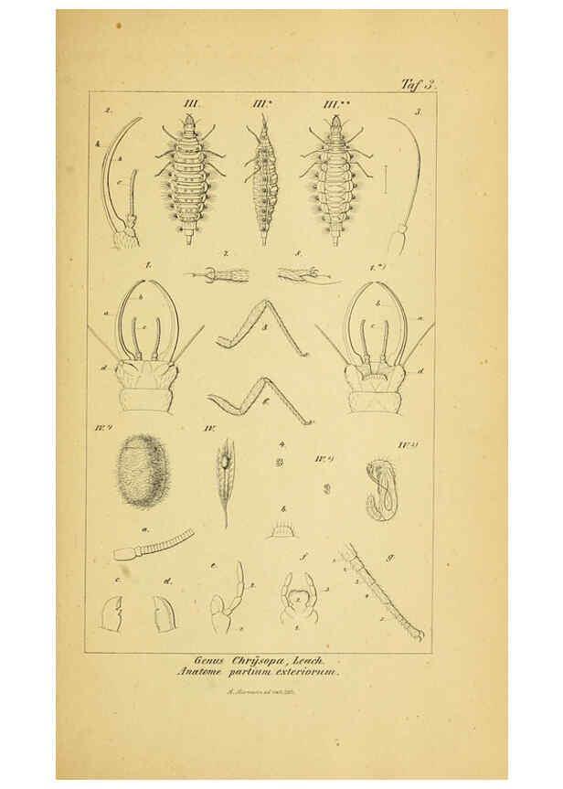 Reproducción/Reproduction 6289440422: Symbolae ad monographiam generis chrysopae, Leach. Vratislaviae,apud Ferdinandum Hirt,1851