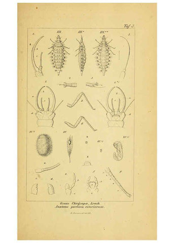 Reproducción/Reproduction 6289440422: Symbolae ad monographiam generis chrysopae, Leach. Vratislaviae,apud Ferdinandum Hirt,1851