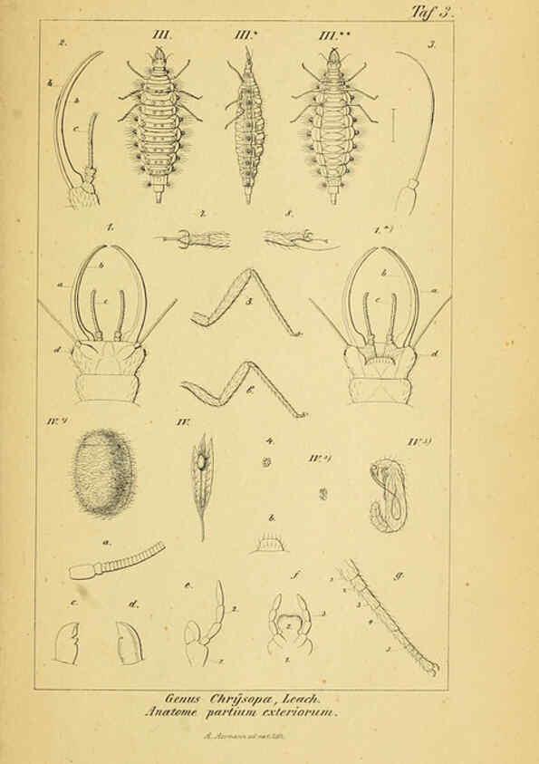 Reproducción/Reproduction 6289440422: Symbolae ad monographiam generis chrysopae, Leach. Vratislaviae,apud Ferdinandum Hirt,1851