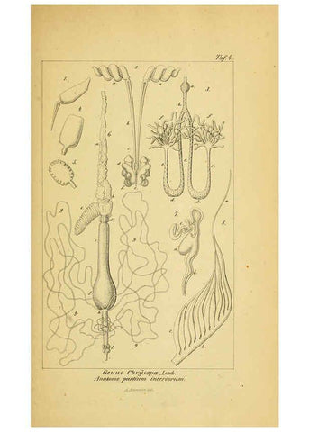 Reproducción/Reproduction 6288920773: Symbolae ad monographiam generis chrysopae, Leach. Vratislaviae,apud Ferdinandum Hirt,1851