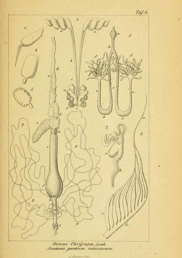 Reproducción/Reproduction 6288920773: Symbolae ad monographiam generis chrysopae, Leach. Vratislaviae,apud Ferdinandum Hirt,1851