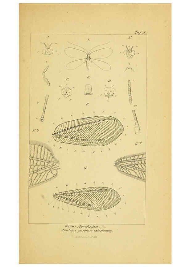 Reproducción/Reproduction 6288921041: Symbolae ad monographiam generis chrysopae, Leach. Vratislaviae,apud Ferdinandum Hirt,1851