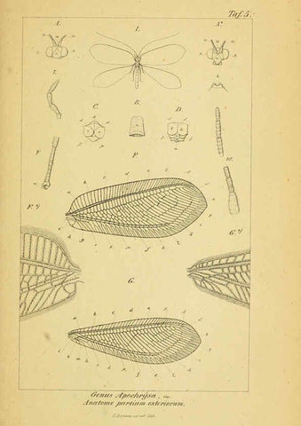 Reproducción/Reproduction 6288921041: Symbolae ad monographiam generis chrysopae, Leach. Vratislaviae,apud Ferdinandum Hirt,1851