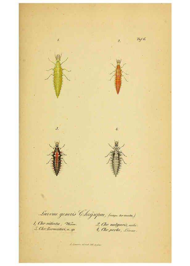 Reproducción/Reproduction 6289441112: Symbolae ad monographiam generis chrysopae, Leach. Vratislaviae,apud Ferdinandum Hirt,1851