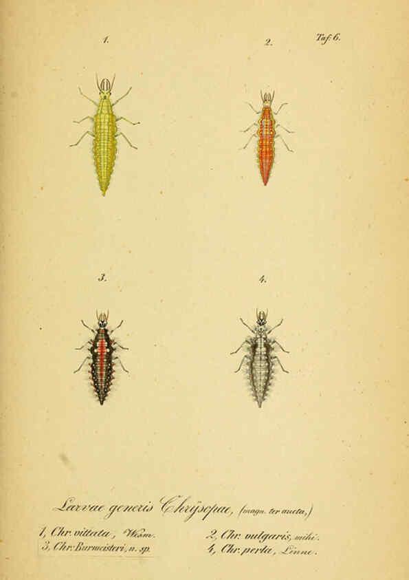 Reproducción/Reproduction 6289441112: Symbolae ad monographiam generis chrysopae, Leach. Vratislaviae,apud Ferdinandum Hirt,1851