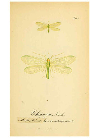 Reproducción/Reproduction 6289441430: Symbolae ad monographiam generis chrysopae, Leach. Vratislaviae,apud Ferdinandum Hirt,1851