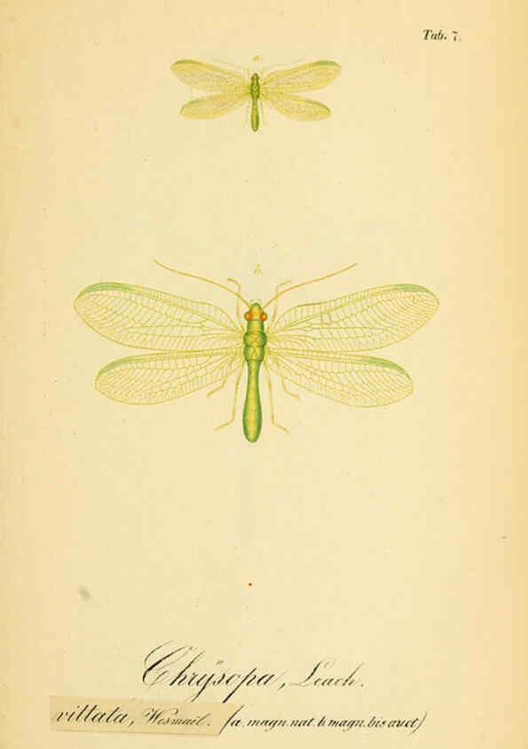 Reproducción/Reproduction 6289441430: Symbolae ad monographiam generis chrysopae, Leach. Vratislaviae,apud Ferdinandum Hirt,1851