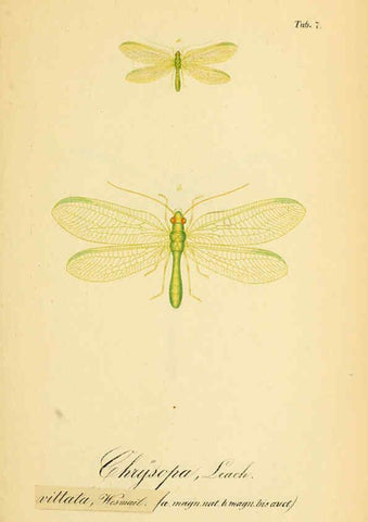 Reproducción/Reproduction 6289441430: Symbolae ad monographiam generis chrysopae, Leach. Vratislaviae,apud Ferdinandum Hirt,1851