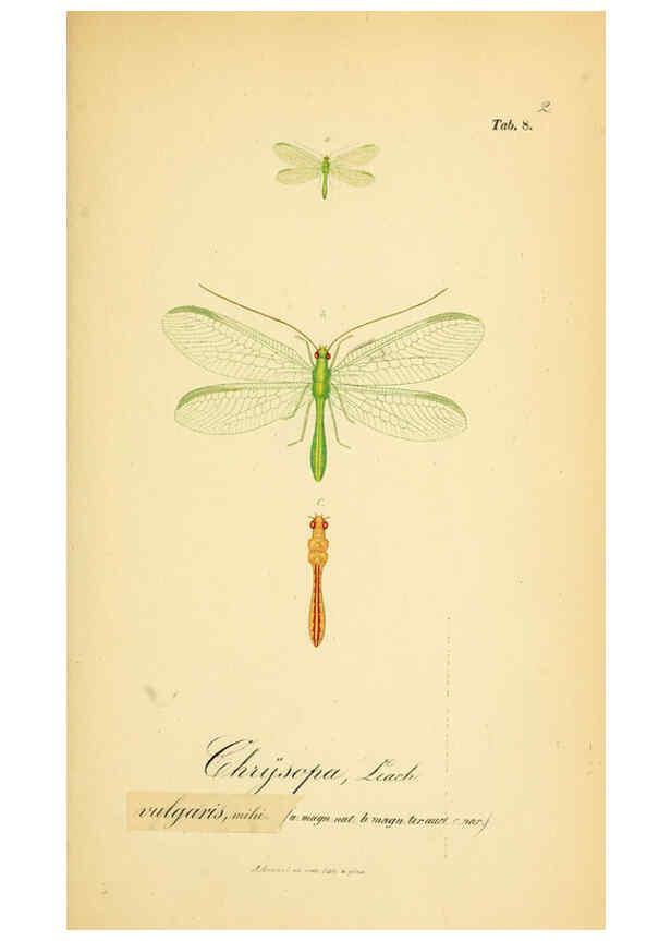 Reproducción/Reproduction 6288921757: Symbolae ad monographiam generis chrysopae, Leach. Vratislaviae,apud Ferdinandum Hirt,1851