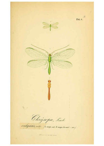 Reproducción/Reproduction 6288921757: Symbolae ad monographiam generis chrysopae, Leach. Vratislaviae,apud Ferdinandum Hirt,1851