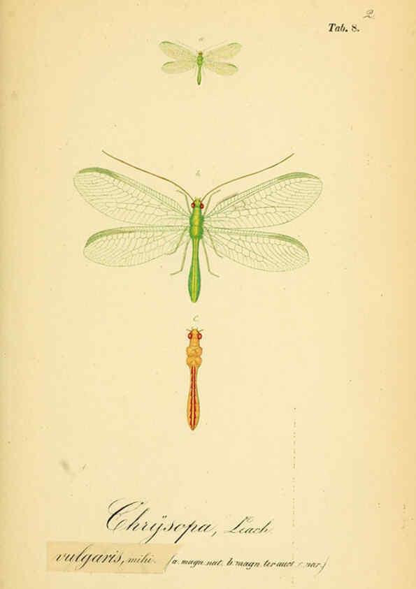 Reproducción/Reproduction 6288921757: Symbolae ad monographiam generis chrysopae, Leach. Vratislaviae,apud Ferdinandum Hirt,1851