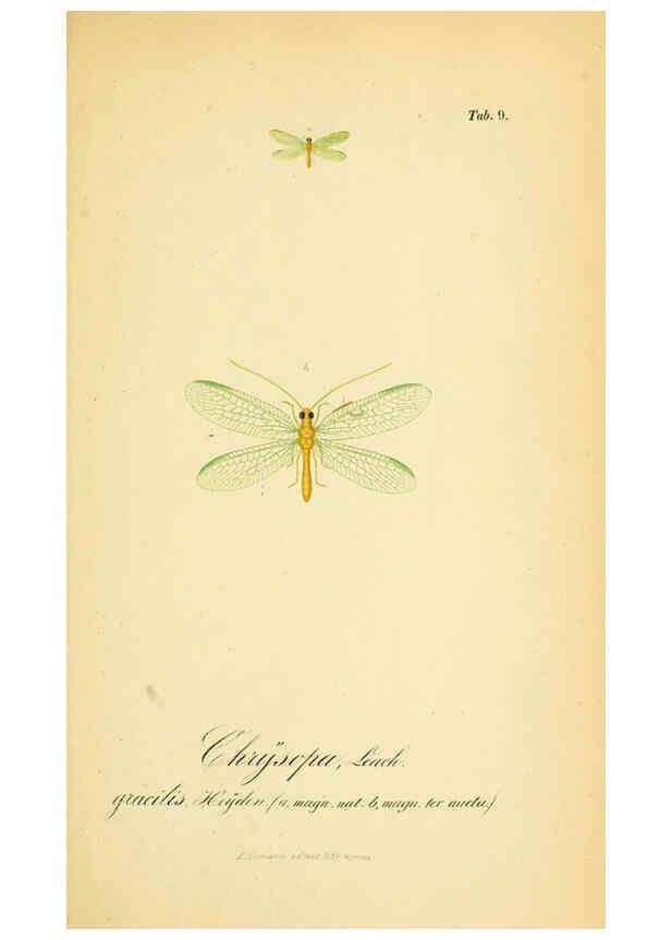 Reproducción/Reproduction 6288921965: Symbolae ad monographiam generis chrysopae, Leach. Vratislaviae,apud Ferdinandum Hirt,1851