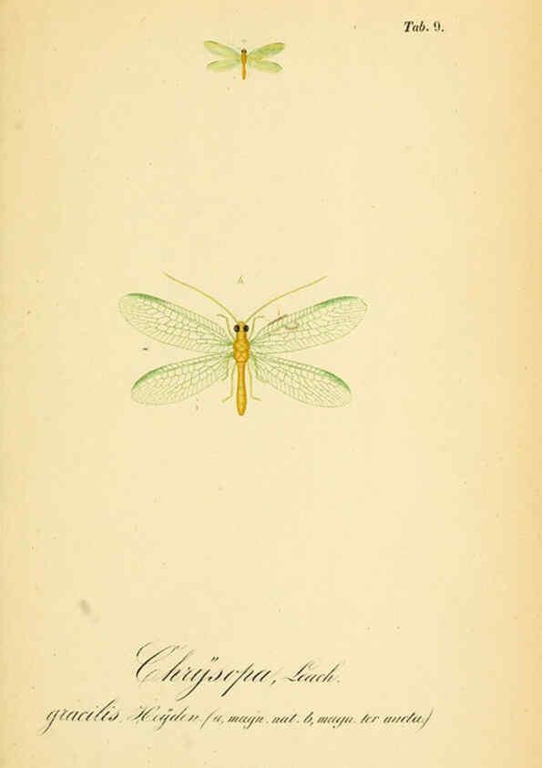 Reproducción/Reproduction 6288921965: Symbolae ad monographiam generis chrysopae, Leach. Vratislaviae,apud Ferdinandum Hirt,1851