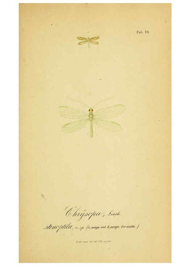 Reproducción/Reproduction 6289442178: Symbolae ad monographiam generis chrysopae, Leach. Vratislaviae,apud Ferdinandum Hirt,1851