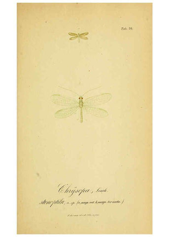 Reproducción/Reproduction 6289442178: Symbolae ad monographiam generis chrysopae, Leach. Vratislaviae,apud Ferdinandum Hirt,1851