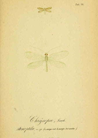 Reproducción/Reproduction 6289442178: Symbolae ad monographiam generis chrysopae, Leach. Vratislaviae,apud Ferdinandum Hirt,1851