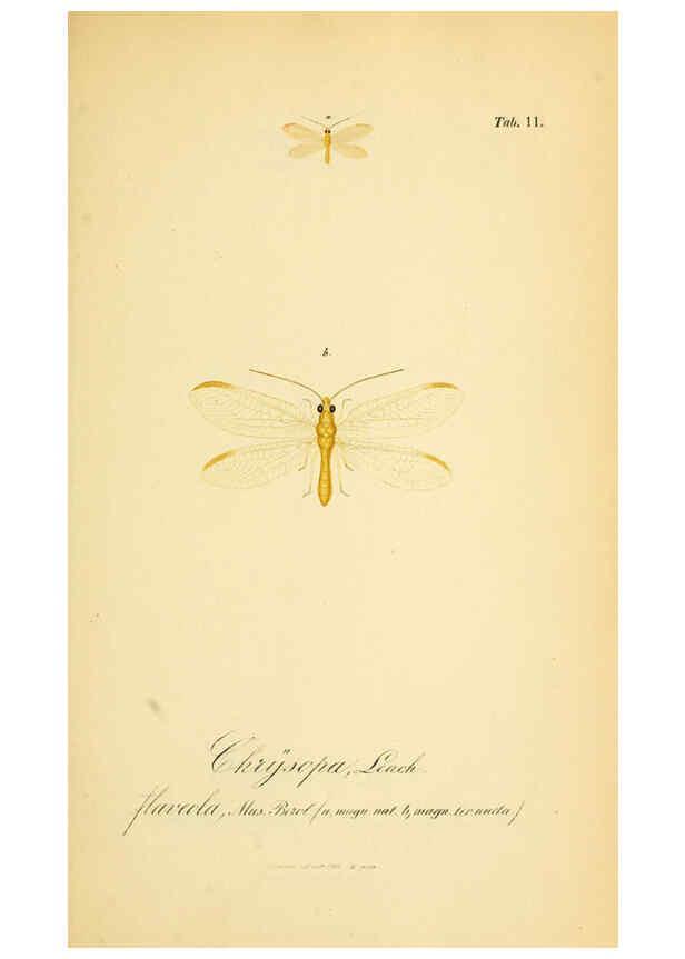 Reproducción/Reproduction 6289442356: Symbolae ad monographiam generis chrysopae, Leach. Vratislaviae,apud Ferdinandum Hirt,1851