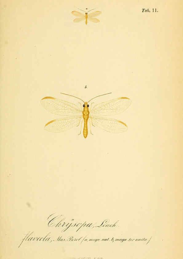 Reproducción/Reproduction 6289442356: Symbolae ad monographiam generis chrysopae, Leach. Vratislaviae,apud Ferdinandum Hirt,1851