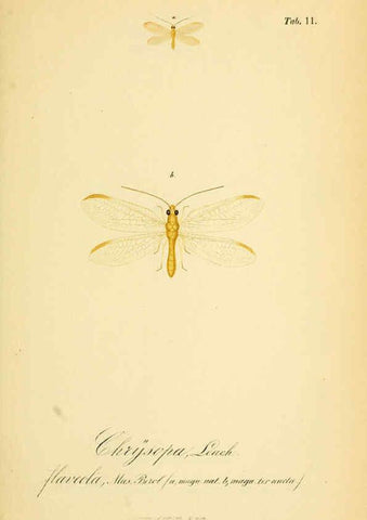 Reproducción/Reproduction 6289442356: Symbolae ad monographiam generis chrysopae, Leach. Vratislaviae,apud Ferdinandum Hirt,1851