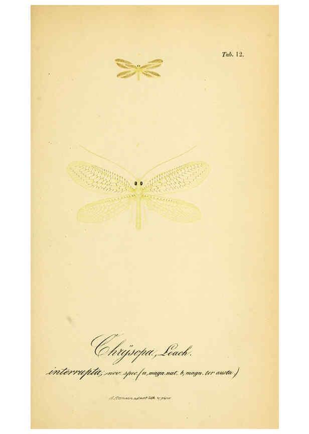 Reproducción/Reproduction 6288922655: Symbolae ad monographiam generis chrysopae, Leach. Vratislaviae,apud Ferdinandum Hirt,1851