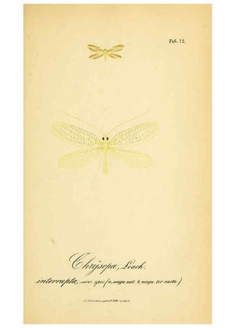 Reproducción/Reproduction 6288922655: Symbolae ad monographiam generis chrysopae, Leach. Vratislaviae,apud Ferdinandum Hirt,1851