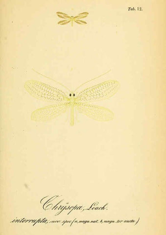 Reproducción/Reproduction 6288922655: Symbolae ad monographiam generis chrysopae, Leach. Vratislaviae,apud Ferdinandum Hirt,1851