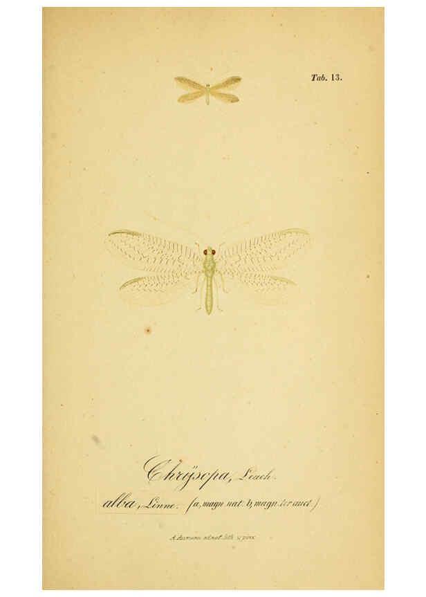 Reproducción/Reproduction 6289442762: Symbolae ad monographiam generis chrysopae, Leach. Vratislaviae,apud Ferdinandum Hirt,1851