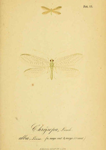 Reproducción/Reproduction 6289442762: Symbolae ad monographiam generis chrysopae, Leach. Vratislaviae,apud Ferdinandum Hirt,1851