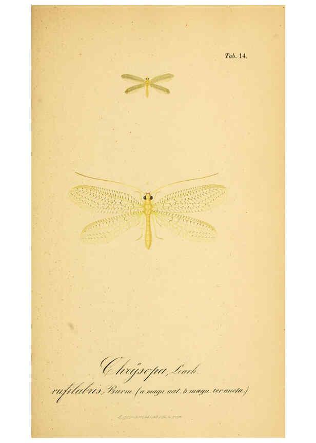 Reproducción/Reproduction 6288923073: Symbolae ad monographiam generis chrysopae, Leach. Vratislaviae,apud Ferdinandum Hirt,1851