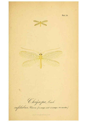 Reproducción/Reproduction 6288923073: Symbolae ad monographiam generis chrysopae, Leach. Vratislaviae,apud Ferdinandum Hirt,1851