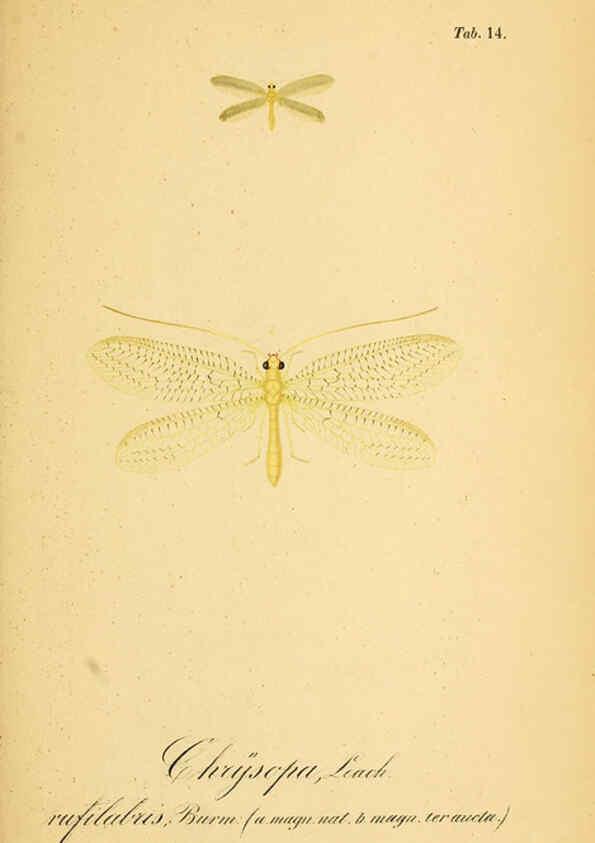 Reproducción/Reproduction 6288923073: Symbolae ad monographiam generis chrysopae, Leach. Vratislaviae,apud Ferdinandum Hirt,1851