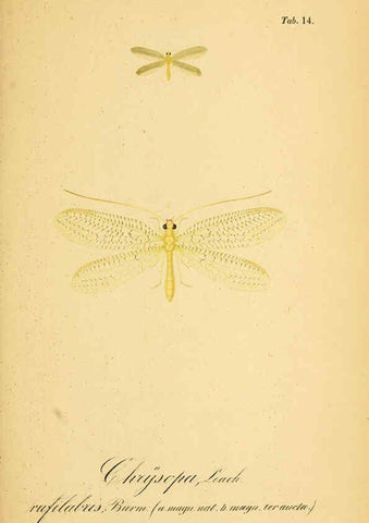 Reproducción/Reproduction 6288923073: Symbolae ad monographiam generis chrysopae, Leach. Vratislaviae,apud Ferdinandum Hirt,1851