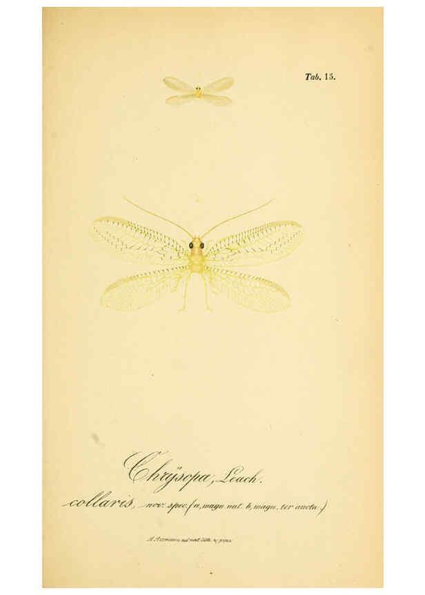 Reproducción/Reproduction 6289443208: Symbolae ad monographiam generis chrysopae, Leach. Vratislaviae,apud Ferdinandum Hirt,1851