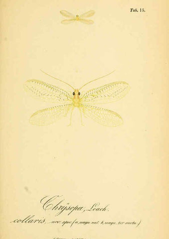 Reproducción/Reproduction 6289443208: Symbolae ad monographiam generis chrysopae, Leach. Vratislaviae,apud Ferdinandum Hirt,1851