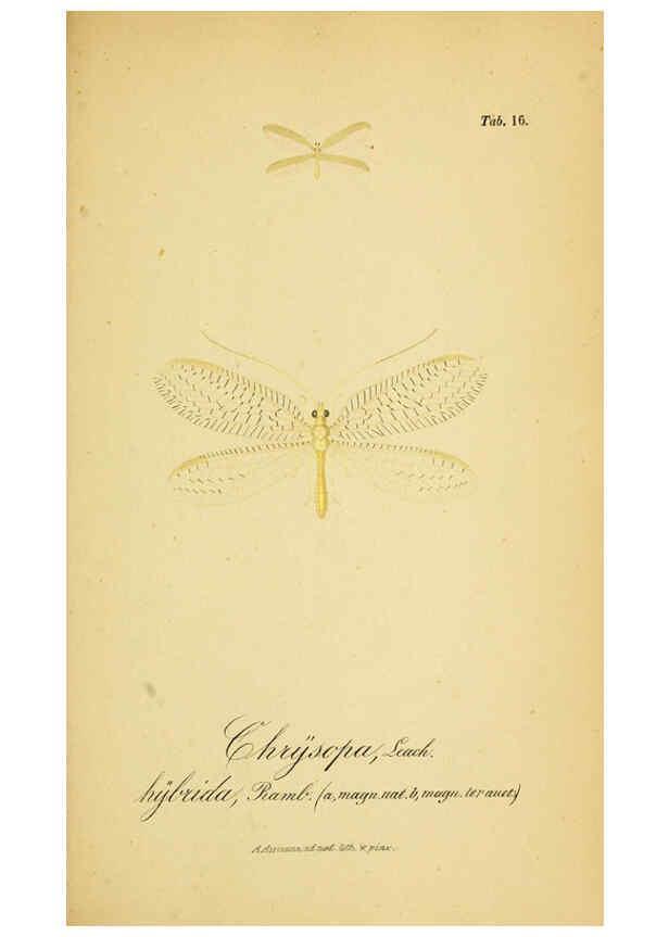 Reproducción/Reproduction 6288923539: Symbolae ad monographiam generis chrysopae, Leach. Vratislaviae,apud Ferdinandum Hirt,1851